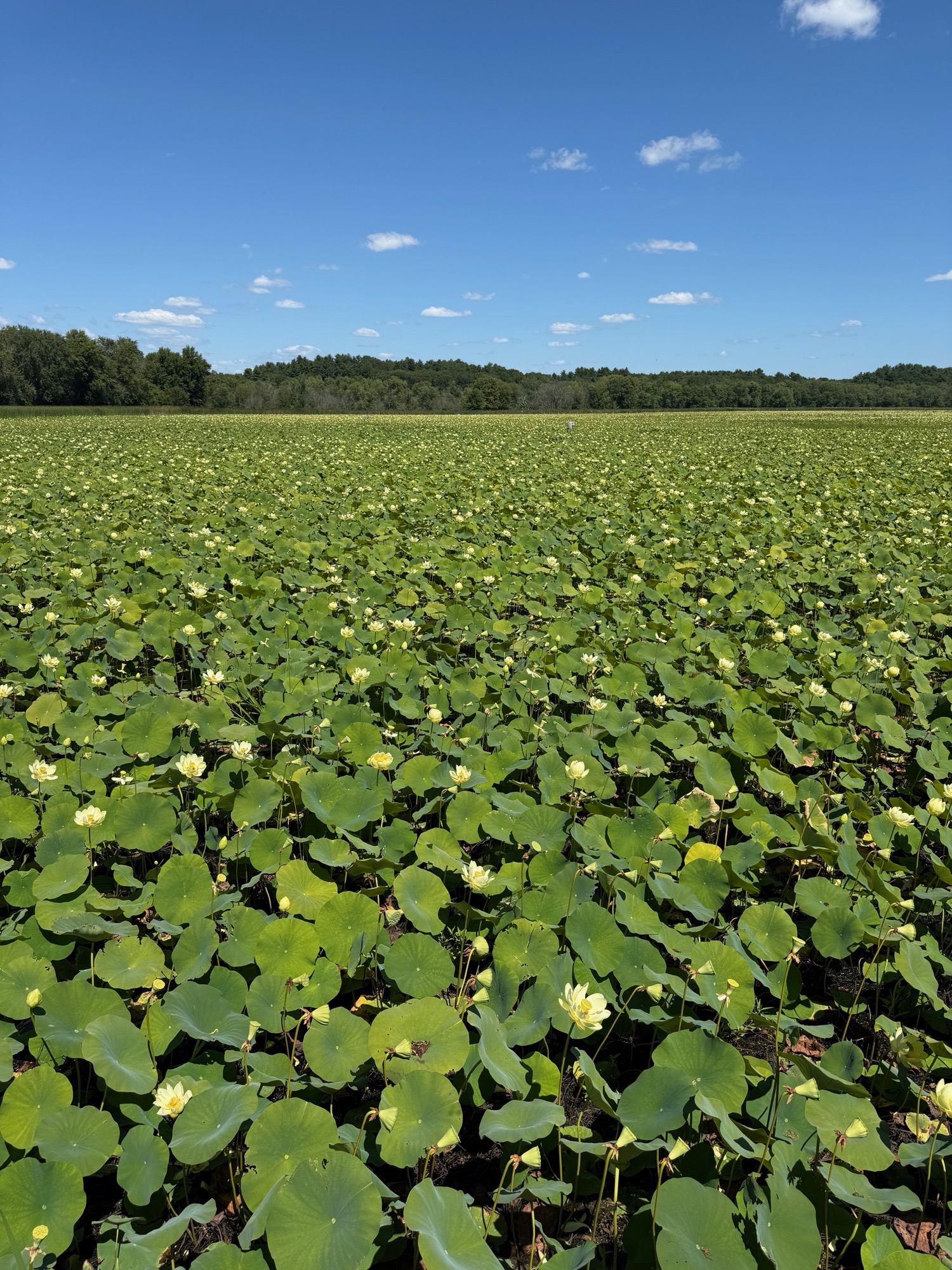 Topological landscape study