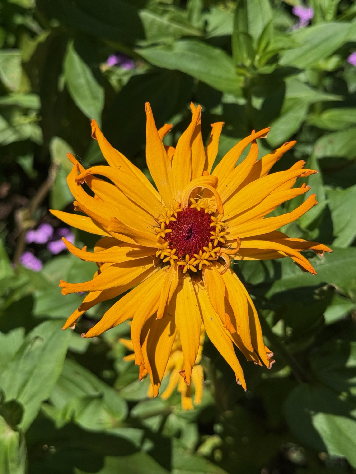 Topological photography